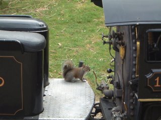 SF Zoo の園内の汽車でくつろぐ squirrel